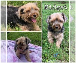 Mutt Dogs for adoption in Forest, VA, USA