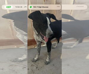Borador Dogs for adoption in San Diego, CA, USA