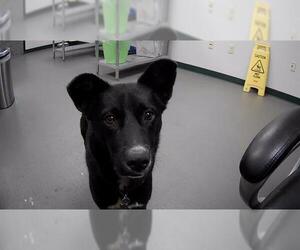 German Shepherd Dog Dogs for adoption in Corpus Christi, TX, USA