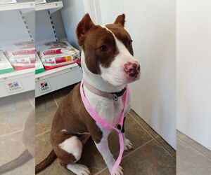 American Pit Bull Terrier Dogs for adoption in Monticello, MS, USA