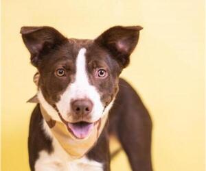Labrador Retriever Dogs for adoption in Holly Springs, MS, USA