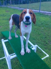 Treeing Walker Coonhound Dogs for adoption in Jasper, IN, USA