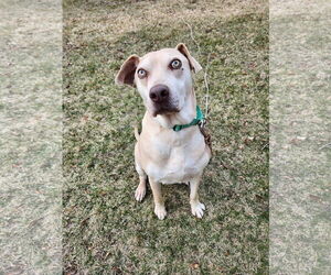 Labmaraner Dogs for adoption in New London, WI, USA