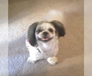 Shih Tzu Dogs for adoption in Forest, VA, USA