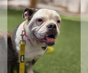 Bulldog-Unknown Mix Dogs for adoption in Las Vegas, NV, USA
