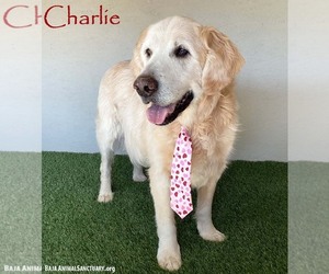 Golden Retriever-Unknown Mix Dogs for adoption in San Diego, CA, USA