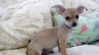 Chihuahua Dogs for adoption in Hockessin, DE, USA