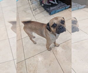 Pug-Unknown Mix Dogs for adoption in Aurora, CO, USA