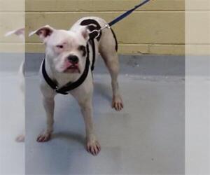 Bullboxer Pit Dogs for adoption in Tulsa, OK, USA