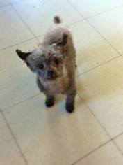 Poodle (Toy) Dogs for adoption in Ponca City, OK, USA