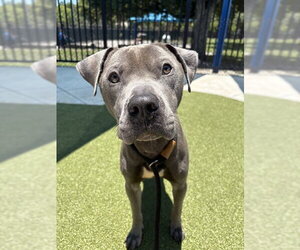 American Staffordshire Terrier Dogs for adoption in Fort Lauderdale, FL, USA