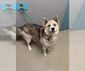 Siberian Husky-Unknown Mix Dogs for adoption in Las Vegas, NV, USA