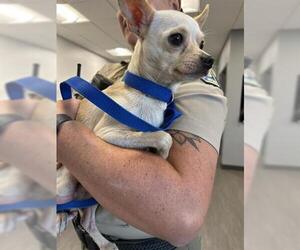 Chihuahua Dogs for adoption in San Martin, CA, USA