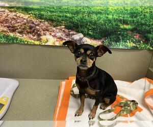 Chihuahua-Unknown Mix Dogs for adoption in Moreno Valley, CA, USA