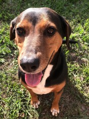 Black and Tan Coonhound Dogs for adoption in Sanford, FL, USA
