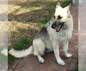 German Shepherd Dog Dogs for adoption in Lake Forest, CA, USA