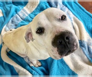 American Bulldog-Unknown Mix Dogs for adoption in Tulsa, OK, USA