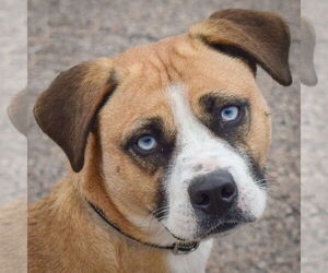 Boxer-Huskies Mix Dogs for adoption in Huntley, IL, USA