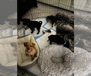 Dachshund-Unknown Mix Dogs for adoption in Arlington, WA, USA