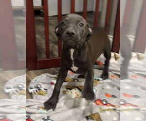 Bulldog-Unknown Mix Dogs for adoption in Tarrytown, GA, USA