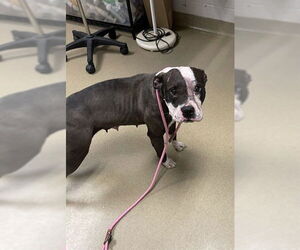 American Pit Bull Terrier Dogs for adoption in Easton, MD, USA