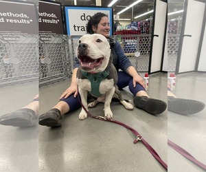 Mutt Dogs for adoption in Rustburg, VA, USA