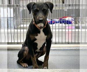 Rottweiler-Unknown Mix Dogs for adoption in San Antonio, TX, USA