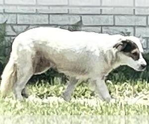 Australian Shepherd-Unknown Mix Dogs for adoption in Houston, TX, USA