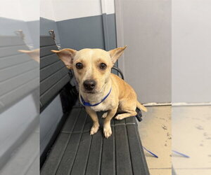 Chihuahua-Unknown Mix Dogs for adoption in Tallahassee, FL, USA