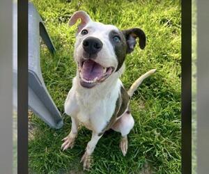 Medium Photo #1 Mutt Puppy For Sale in Conroe, TX, USA