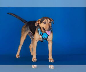 Labrador Retriever-Unknown Mix Dogs for adoption in The Woodlands, TX, USA