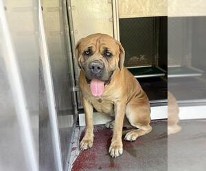Bullmastiff Dogs for adoption in Redlands, CA, USA