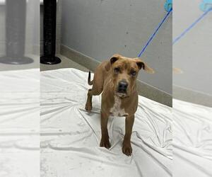 Great Dane-Unknown Mix Dogs for adoption in Las Vegas, NV, USA