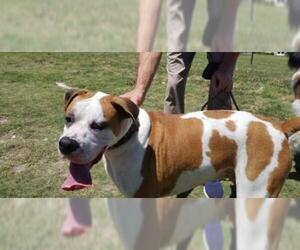 Boxer Dogs for adoption in Myrtle Beach , SC, USA