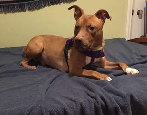 Small American Staffordshire Terrier Mix