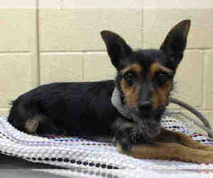 Mutt Dogs for adoption in Downey, CA, USA