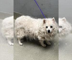 Pomeranian-Unknown Mix Dogs for adoption in Las Vegas, NV, USA
