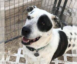 Mutt Dogs for adoption in Carson City, NV, USA