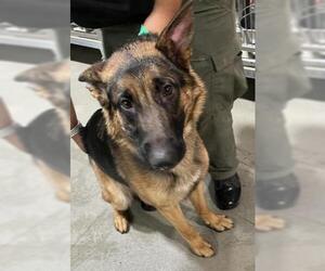 German Shepherd Dog Dogs for adoption in Bakersfield, CA, USA
