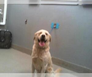 Labrador Retriever-Unknown Mix Dogs for adoption in Las Vegas, NV, USA