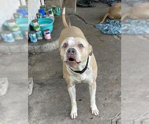 Staffordshire Bull Terrier-Unknown Mix Dogs for adoption in Rosenberg, TX, USA