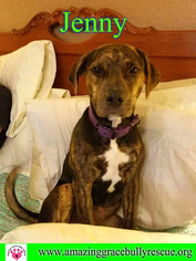 Catahoula Leopard Dog-Unknown Mix Dogs for adoption in Pensacola, FL, USA
