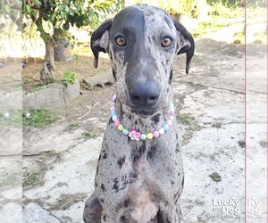 Great Dane-Unknown Mix Dogs for adoption in Washington, DC, USA