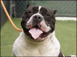 American Pit Bull Terrier Dogs for adoption in Beverly Hills, CA, USA