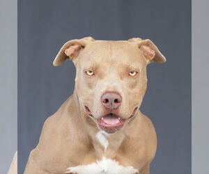 American Pit Bull Terrier Dogs for adoption in Pasadena, CA, USA