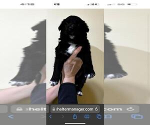 Huskies -Unknown Mix Dogs for adoption in Calgary, Alberta, Canada
