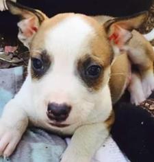 Australian Kelpie Dogs for adoption in Bronx, NY, USA