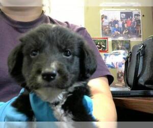 Shollie Dogs for adoption in Pasadena, TX, USA