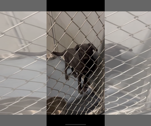 Labrador Retriever-Unknown Mix Dogs for adoption in San Diego, CA, USA