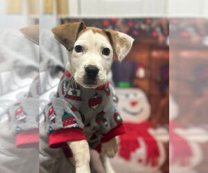 Mutt Dogs for adoption in Hillsboro, MO, USA